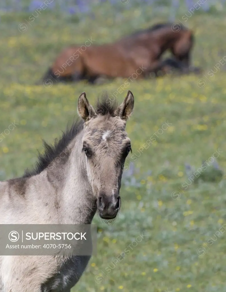 Portrait of Blue eyed grulla colt with bay stallion lying down in background, Pryor Mountains, Montana, USA.