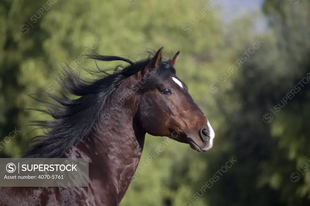 Bay Azteca (half Andalusian half Quarter horse) stallion, head profile, Ojai, California, USA.