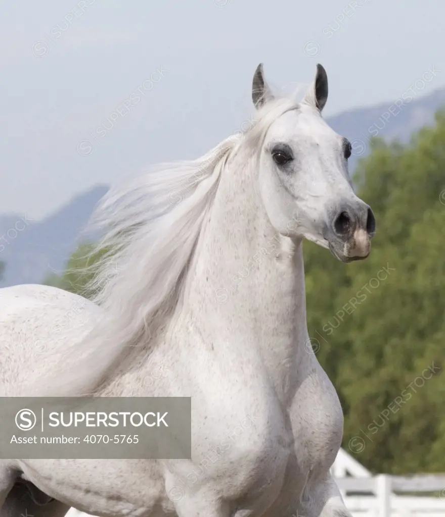 Grey Arabian stallion portrait, Ojai, California, USA,