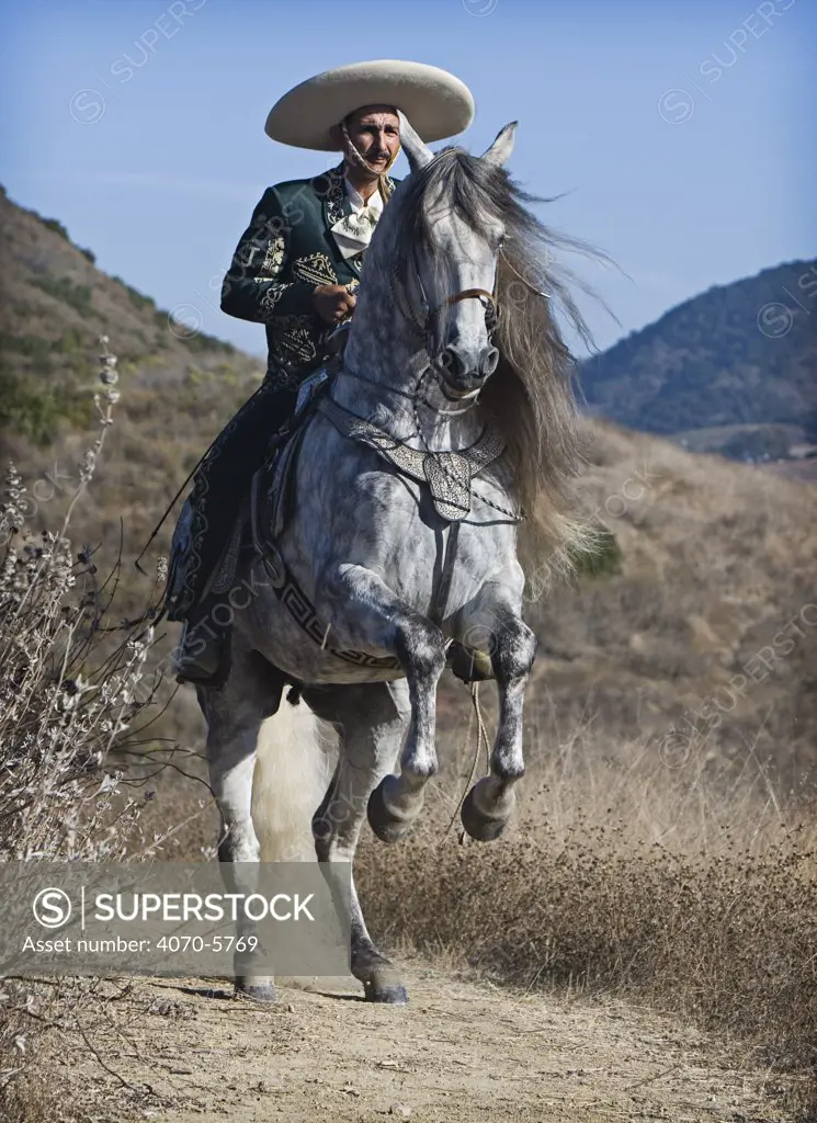 Horseman in traditional dress riding Grey Andalusian stallion, Ojai, California, USA. Model released.