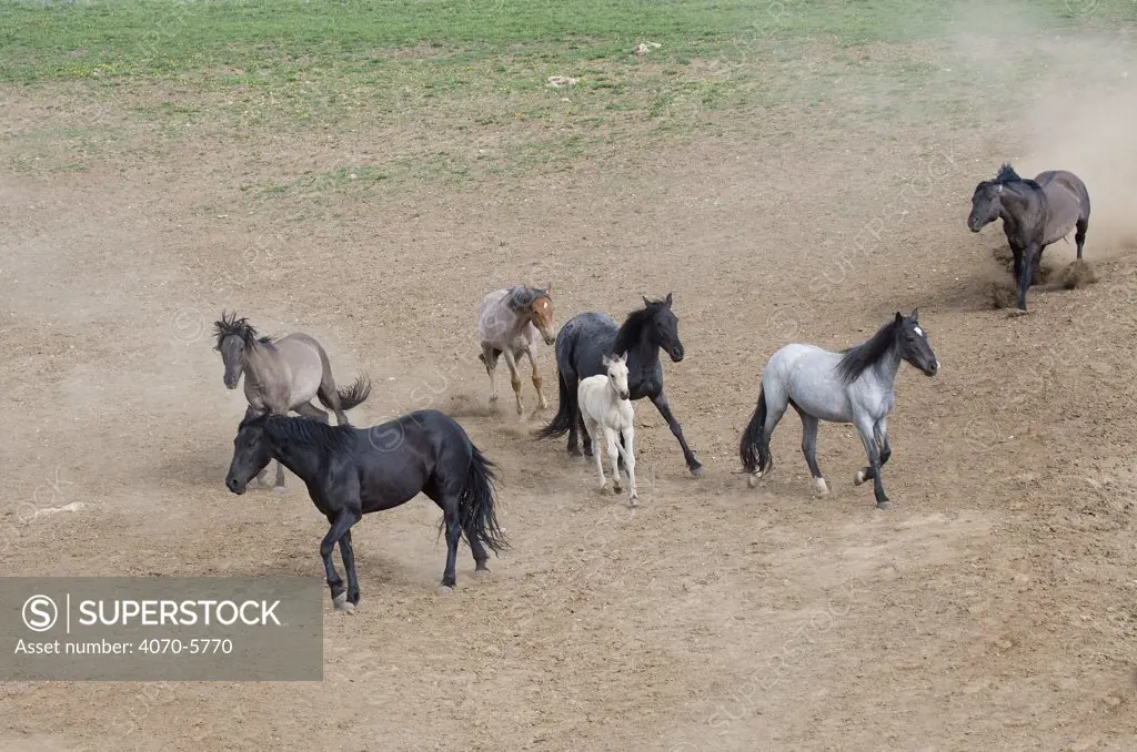 Grulla stallion (rear) driving away blue roan mare, two black mares, red roan filly, grulla mare and buckskin colt, headed for waterhole, Pryor Mountains, Montana, USA.