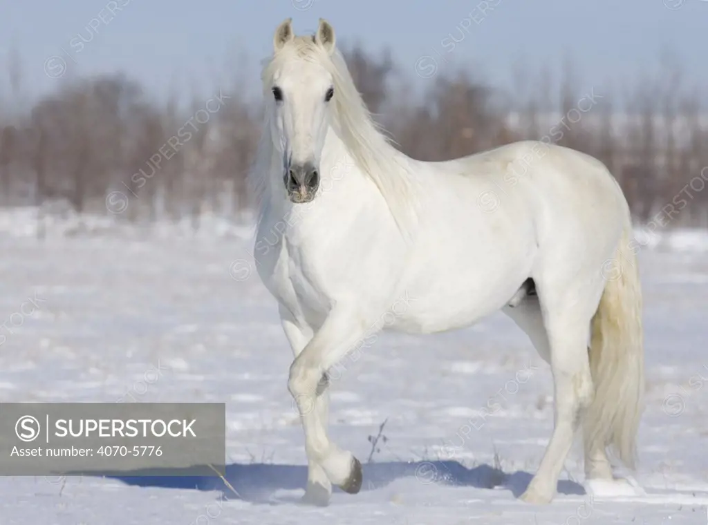 Grey Andalusian stallion portrait in snow, Longmont, Colorado, USA.