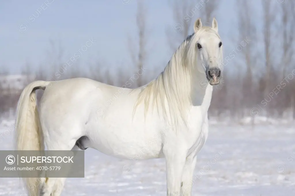 Grey Andalusian stallion, Longmont, Colorado, USA.