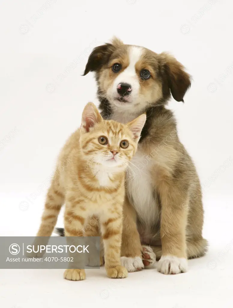 British Shorthair red tabby kitten sitting with Sable Border Collie pup.  