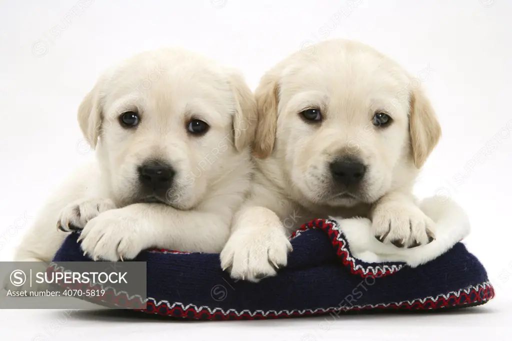 Two Yellow Goldidor Retriever (Golden Retiever X Labrador) pups lying on a slipper.  