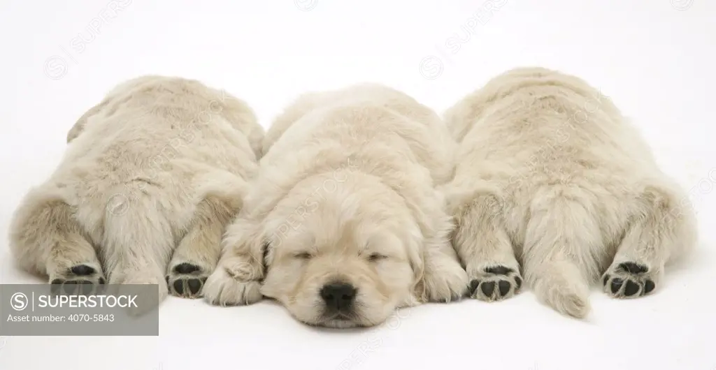 Three sleeping Golden Retriever pups, two with hind paws outstretched.  