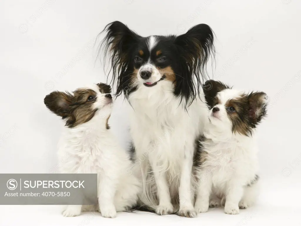 Papillon bitch with two pups.  