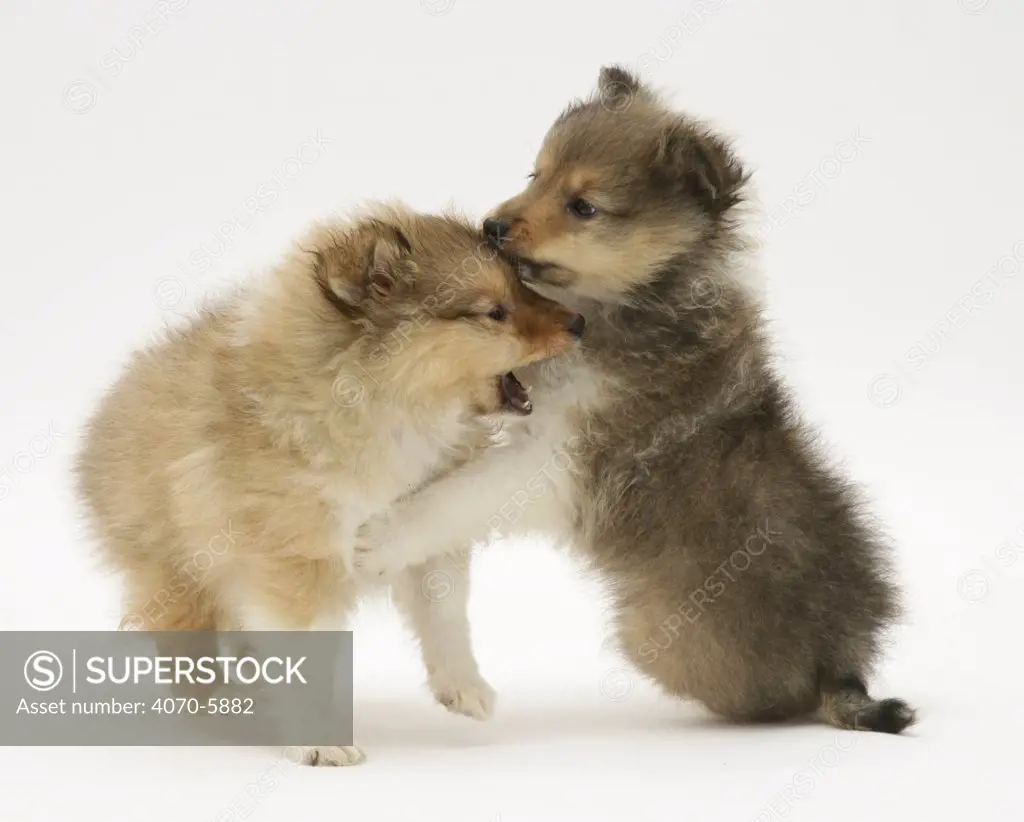 Two sable Shetland Sheepdog pups playfighting.  
