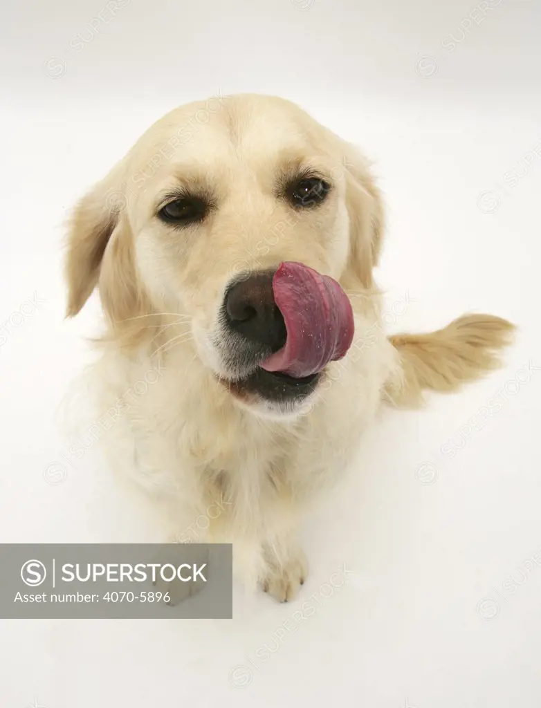 Golden Retriever bitch wiping her muzzle with her tongue.  