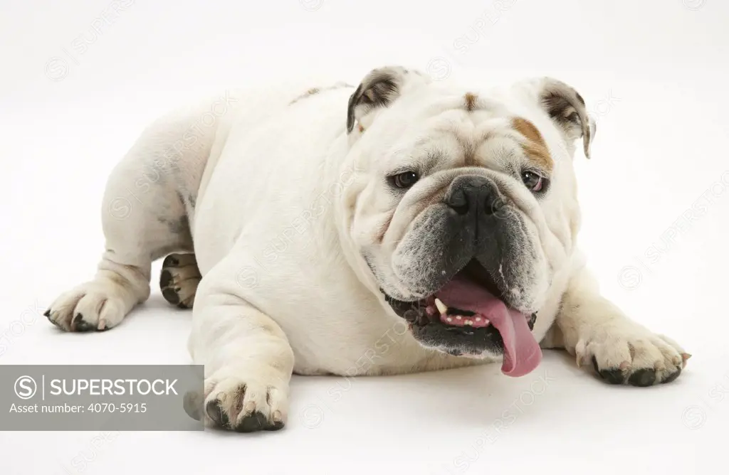 White Bulldog lying down, head up, tongue lolling to one side.  