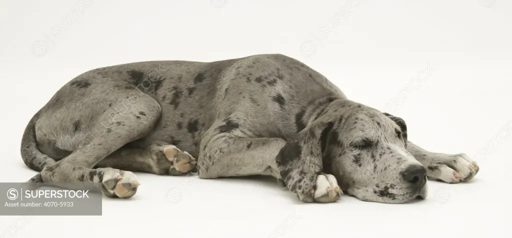 Blue Harlequin Great Dane pup, 'Maisie', lying with chin on the floor.  