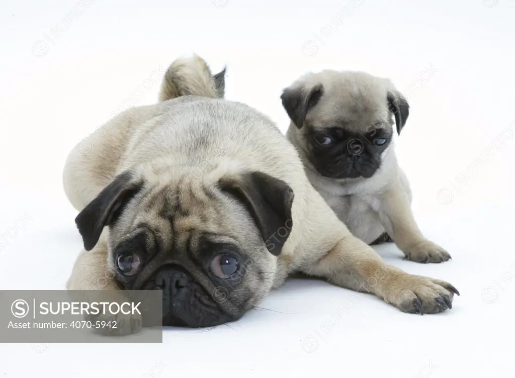 Fawn Pug bitch lying down with chin on floor next to a pup.  