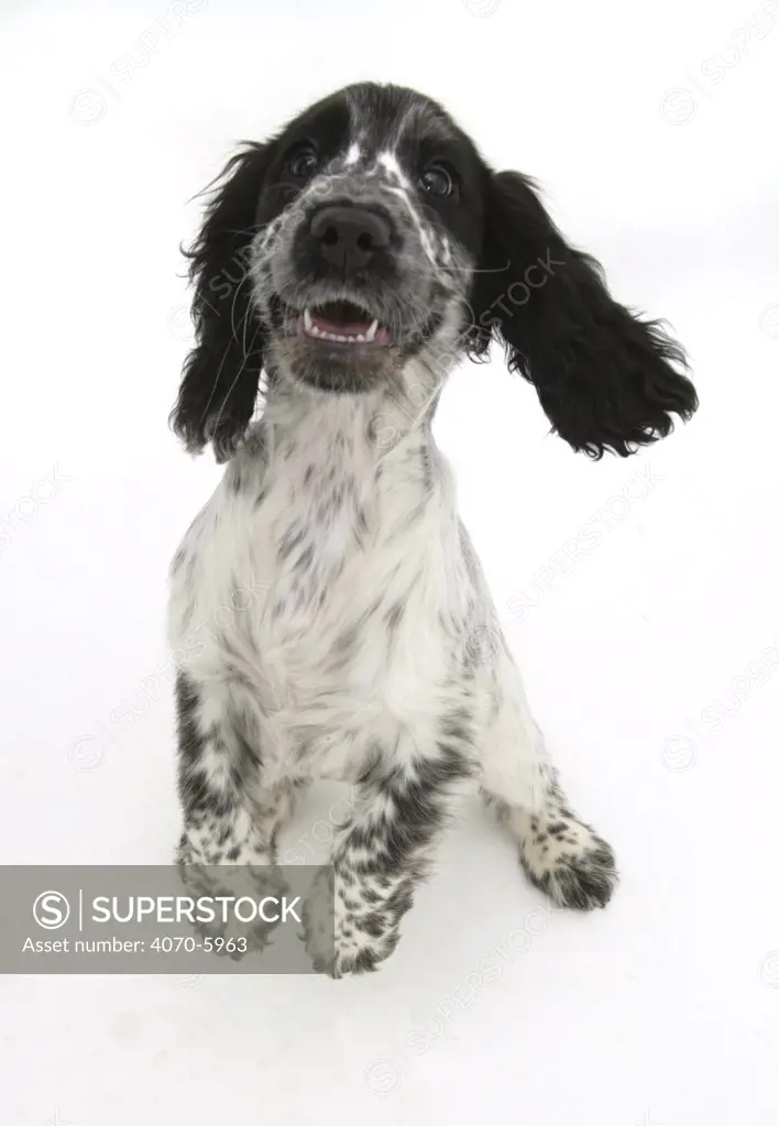 Cocker Spaniel standing on hind legs and bouncing up.