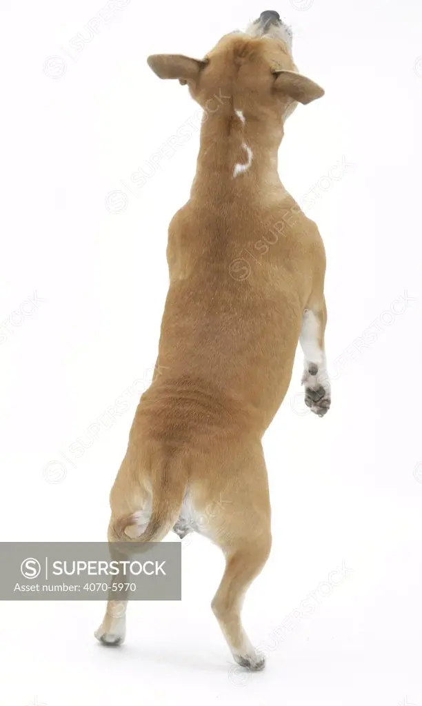 Back view of Staffordshire Bull Terrier bitch standing on her hind legs.  