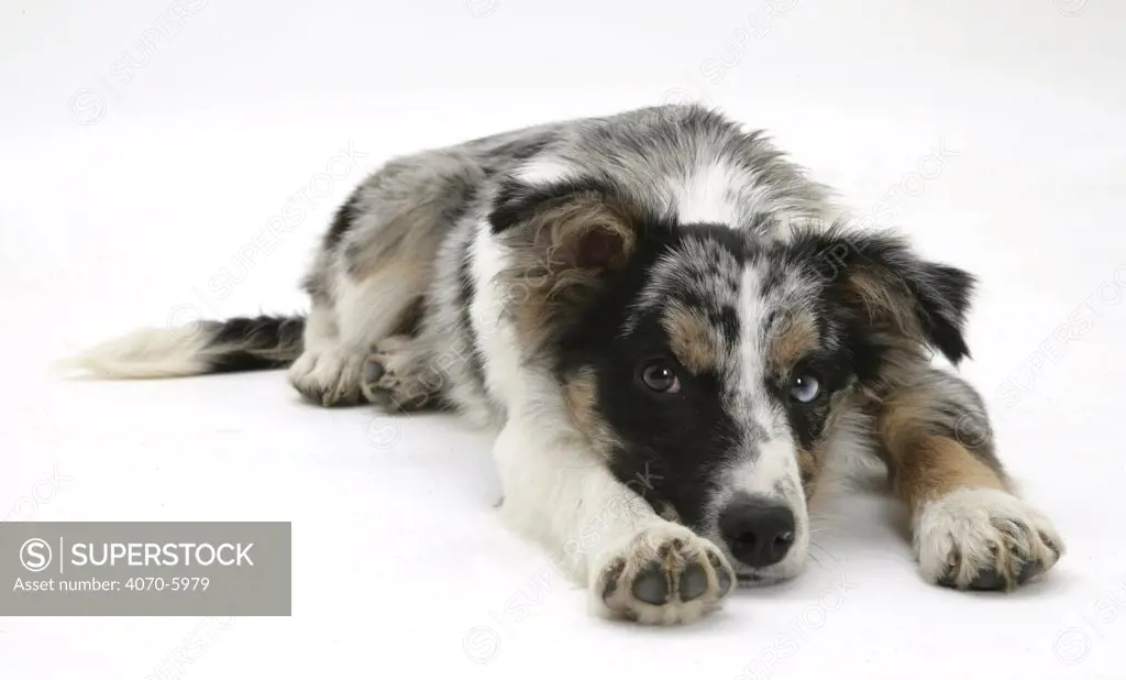 Merle Collie-cross pup lying down with chin on floor and paws outstretched.  