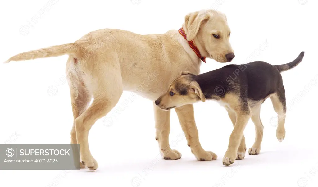 Labrador x Golden Retriever and Whippet Lurcher sniffing each other.