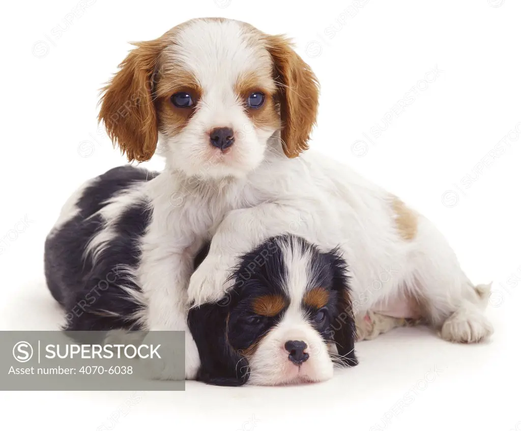 Blenheim Cavalier King Charles Spaniel puppy lying on tricolour puppy, 8 weeks old.