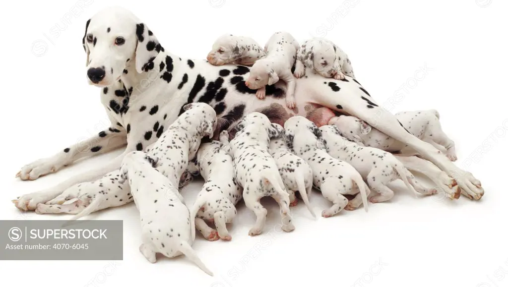 Dalmatian mother suckling a litter of twelve pups.