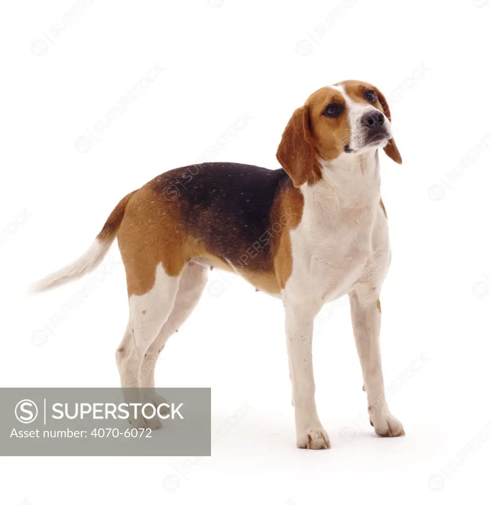 Beagle bitch, 18 months old, standing.