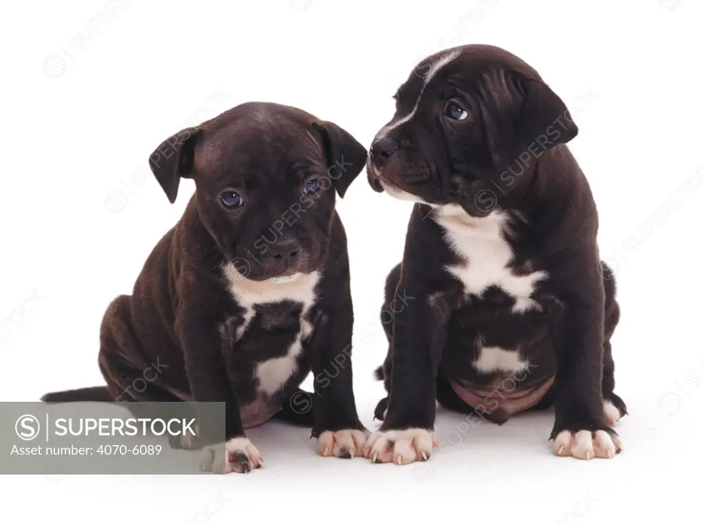 Two brindle Staffordshire Bull Terrier puppies, 6 weeks old, sitting together