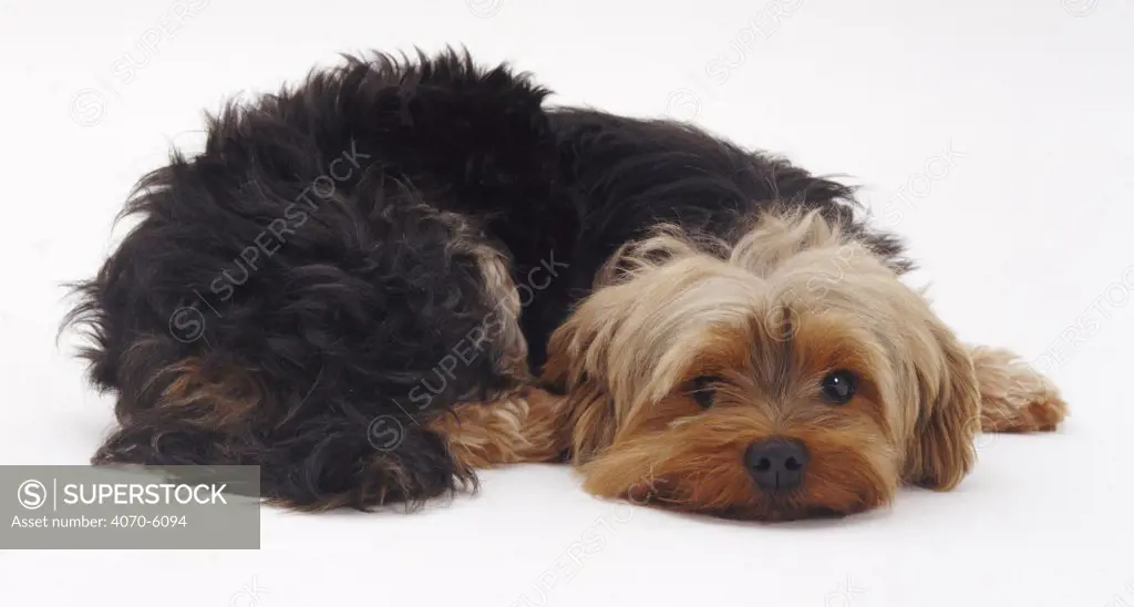 Yorkshire Terrier lying with its chin on the ground.