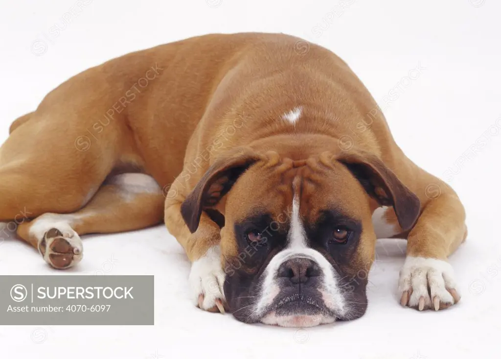 Boxer lying with its chin on the ground.