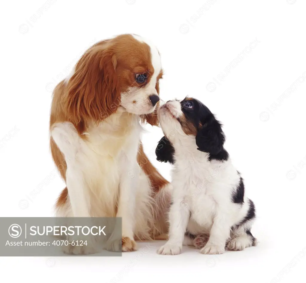 Blenheim Cavalier King Charles Spaniel bitch sitting with a tricolour pup, 6 weeks old.