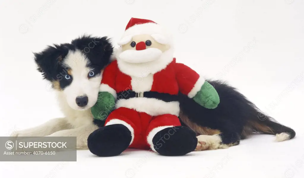 Border Collie pup lying with with Santa toy.