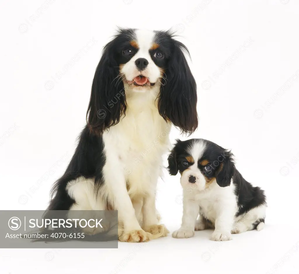 Tricolour Cavalier King Charles Spaniel sitting with pup.