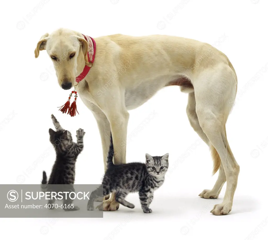 Saluki Lurcher standing over two silver tabby kittens, one playing with its collar