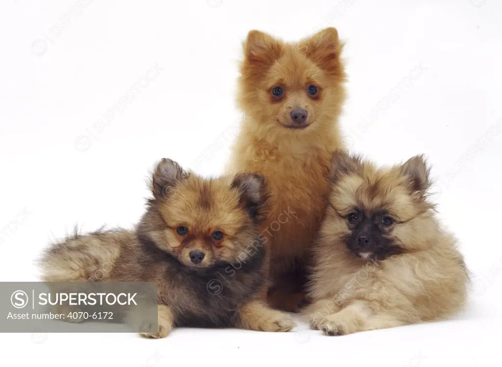 Three Pomeranian puppies sitting and lying together