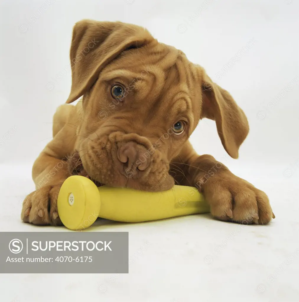 Dogue de Bordeaux puppy chewing on toy, 15 weeks