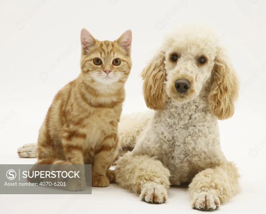 Apricot Poodle, 'Murphy', lying with ginger cat.