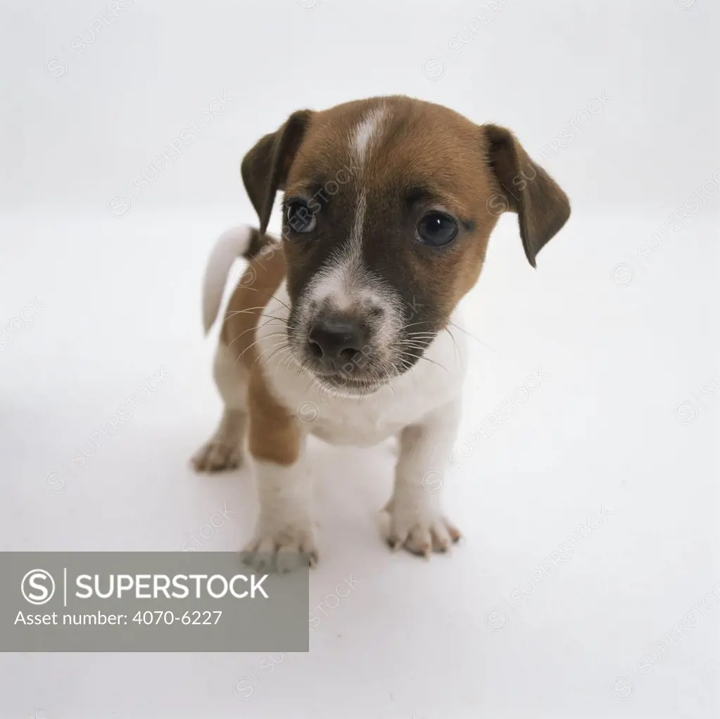 Jack Russell puppy portrait