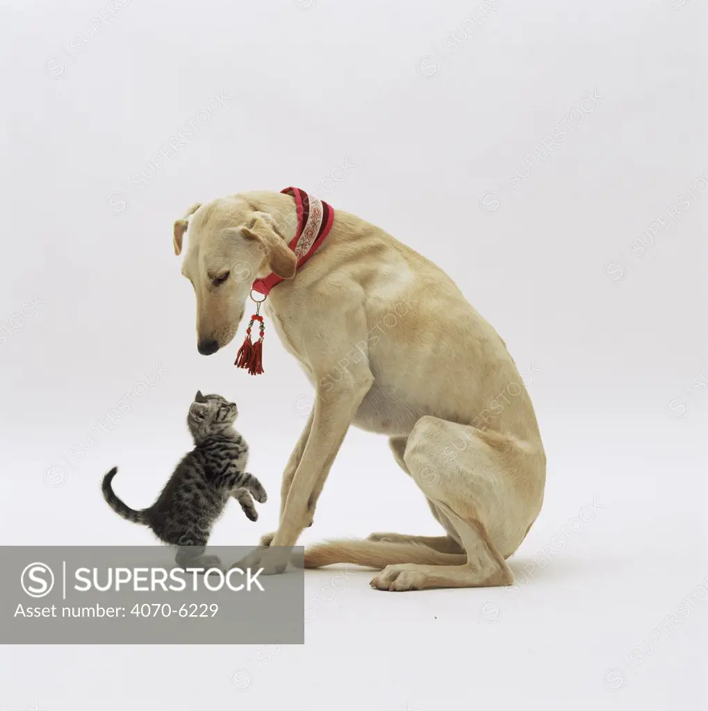 Lurcher (Canis familiaris) with a playful kitten (Felis catus)
