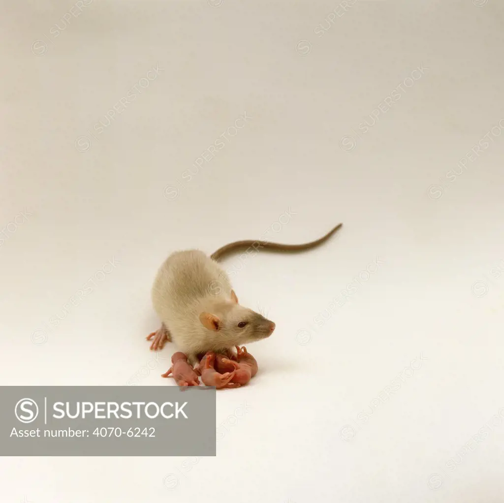 Himalayan Rat Rattus sp} with her newborn babies