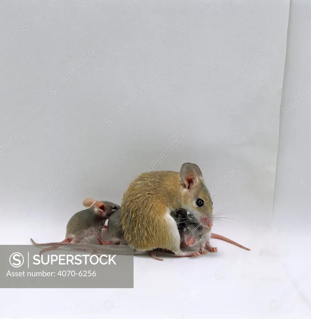 Arabian Spiny Mouse (Acomys dimidiatus) mother with her four babies, 3 days old