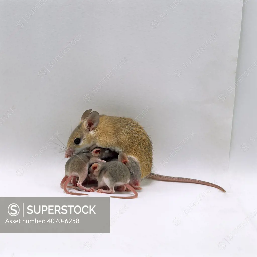 Arabian Spiny Mouse (Acomys dimidiatus) mother suckling her day old babies