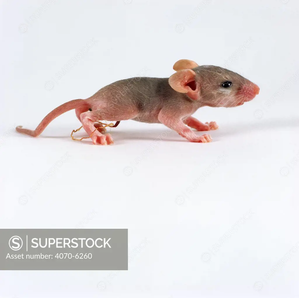 Arabian Spiny Mouse (Acomys dimidiatus) newborn baby showing umbilical cord