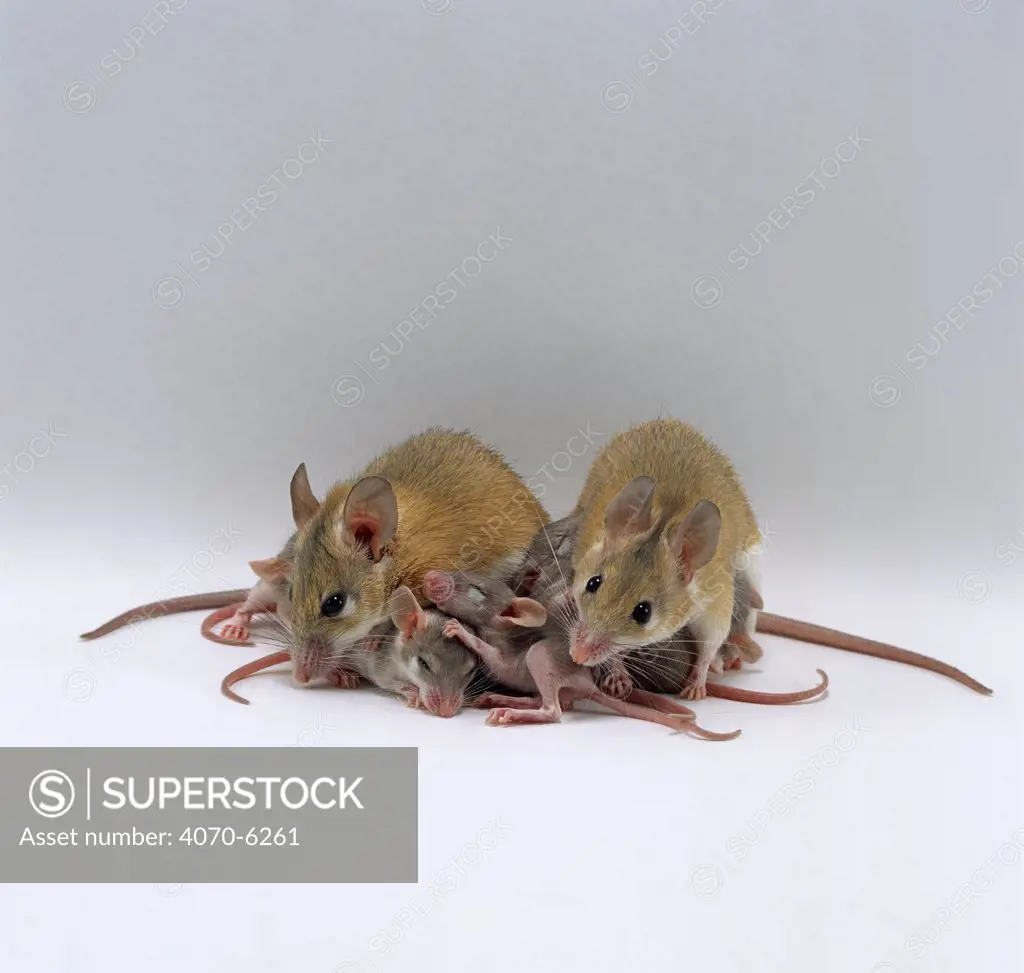 Arabian Spiny Mice (Acomys dimidiatus) pair with their 3 day old babies