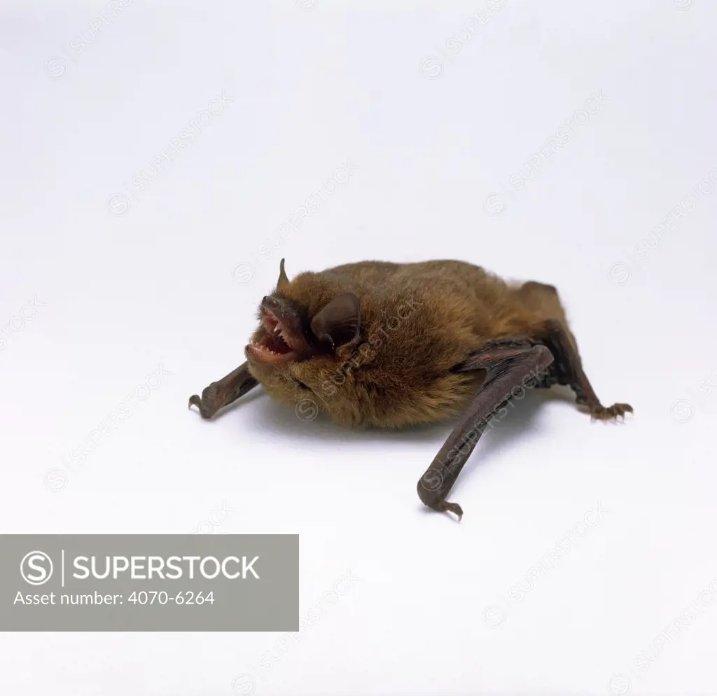 Common Pipistrelle bat Pipistrellus pipestrellus} captive