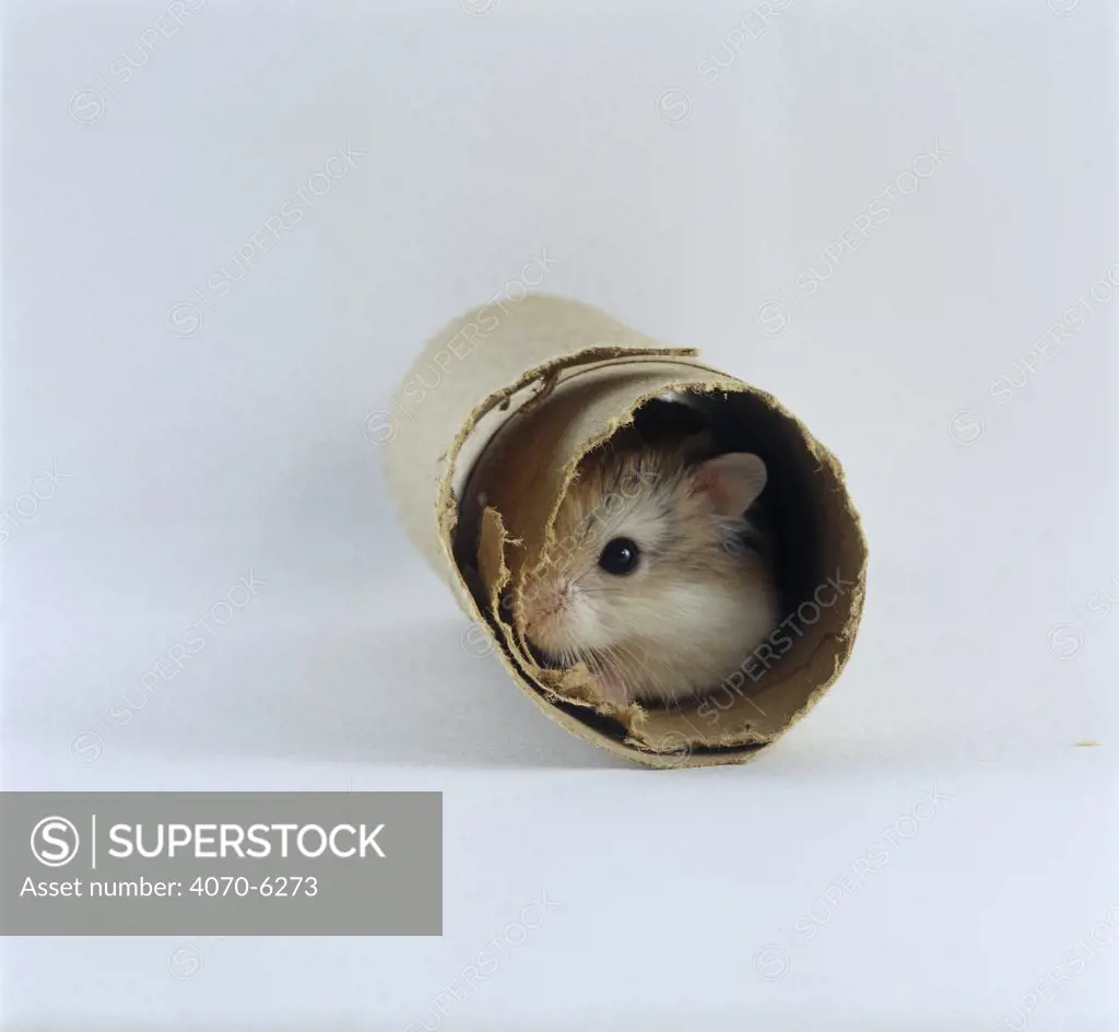 Dwarf / Robowski Hamster Phodopus roborovskii} looking out from inside a cardboard tube