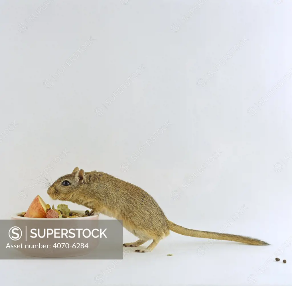 Agouti Mongolian Gerbil Meriones unguiculatus} sniffing a bowl of food before feeding