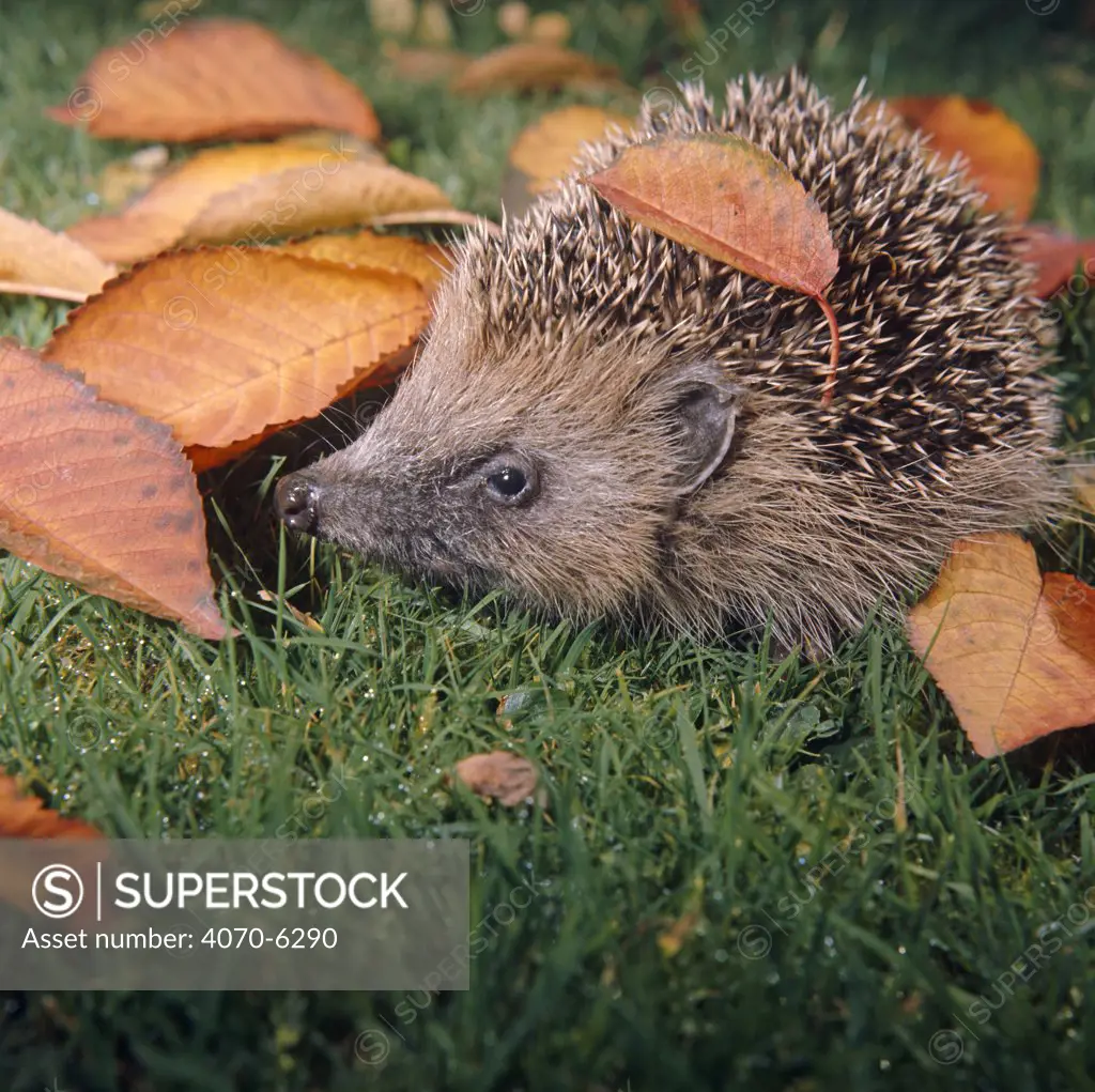 European Hedgehog (Erinaceus europaeus) young amongst autumn leaves, captive, UK