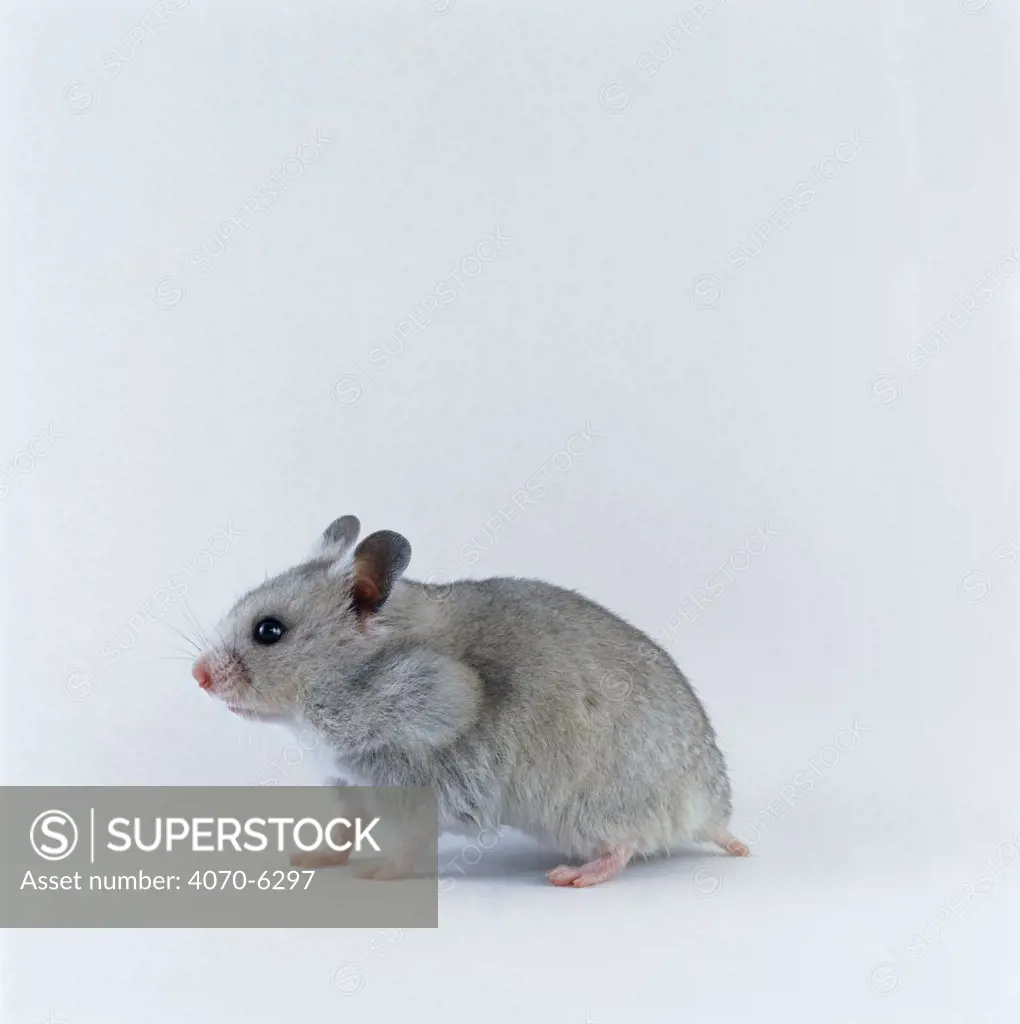 Profile of a Grey Syrian Hamster Mesocricetus auratus}