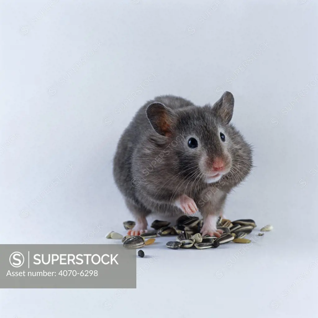 Black Syrian Hamster Mesocricetus auratus} male with pouches full of sunflower seeds