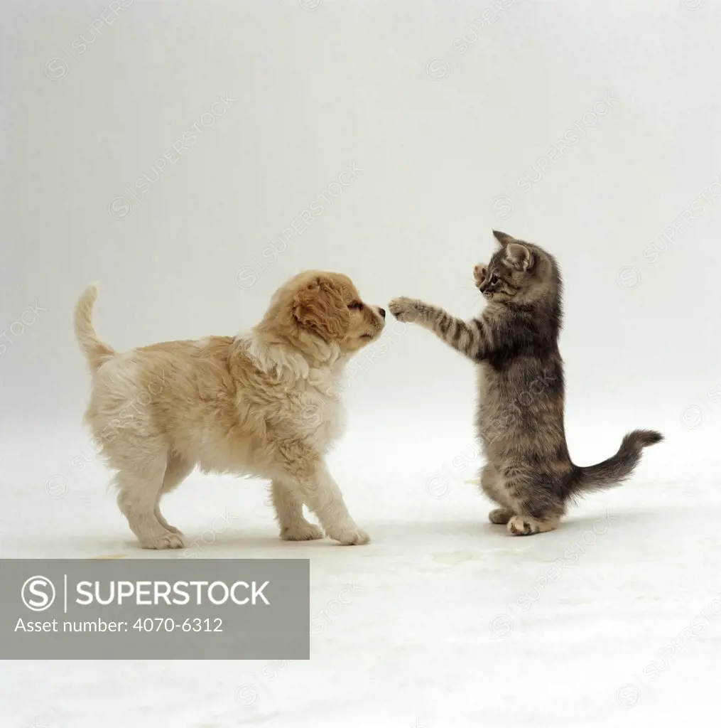 Grey kitten on hind legs playing with Cavalier x Spitz puppy, 8 weeks old