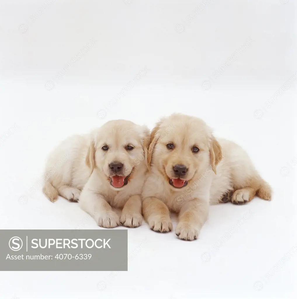 Two Golden Retriever pups. 6 weeks old, lying side by side