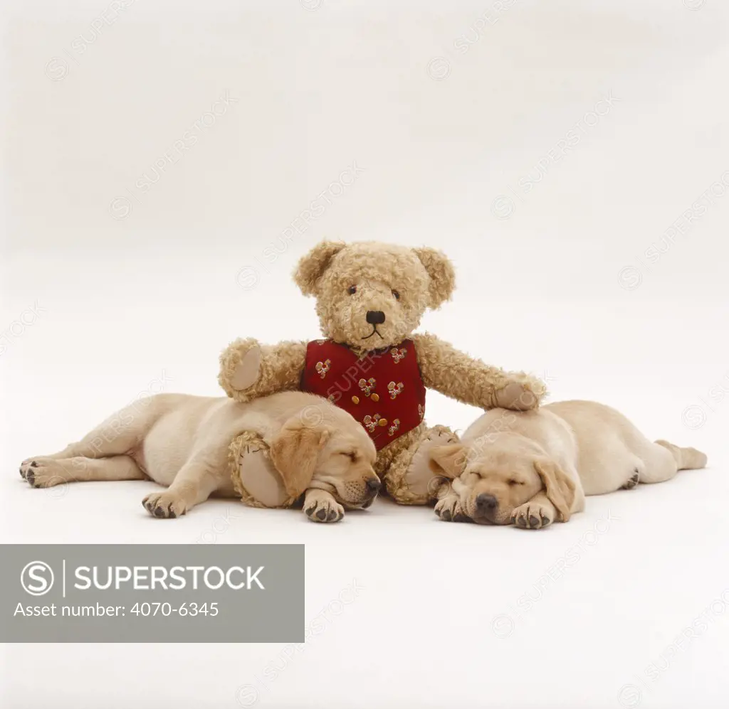 Two Yellow Labrador Retriever pups sleeping with teddy bear, 8 weeks old