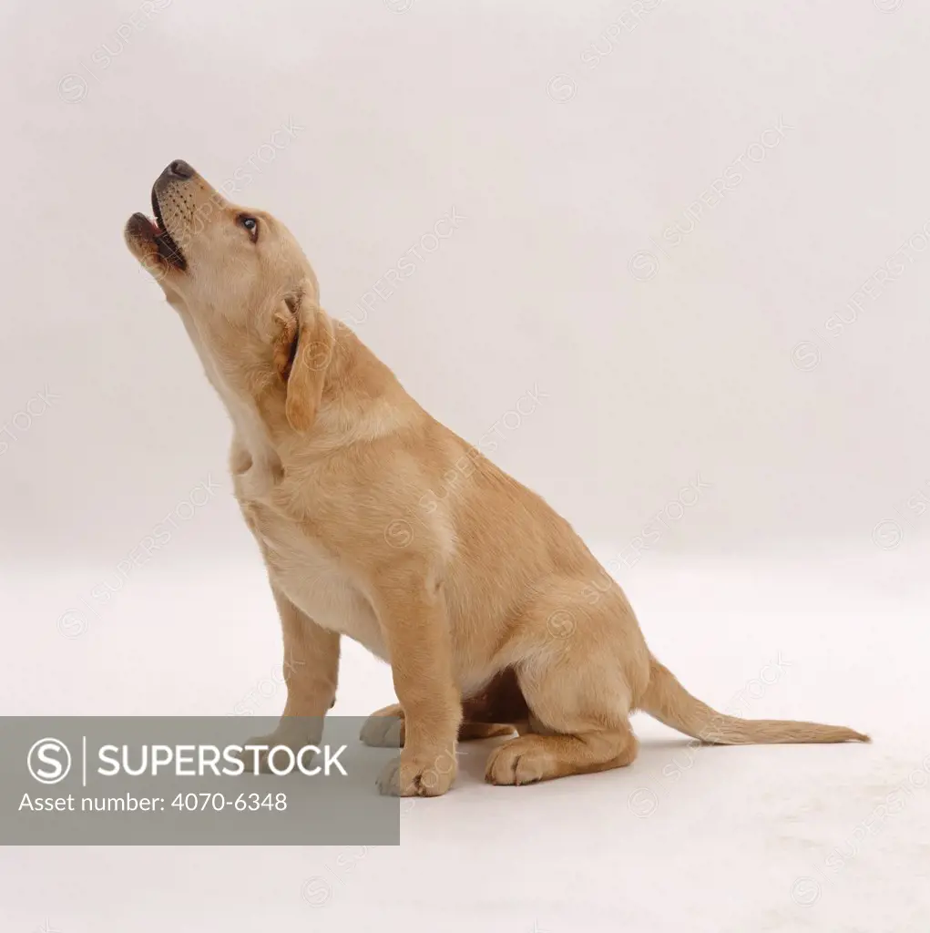 Yellow Labrador Retriever pup, 12 weeks old, howling